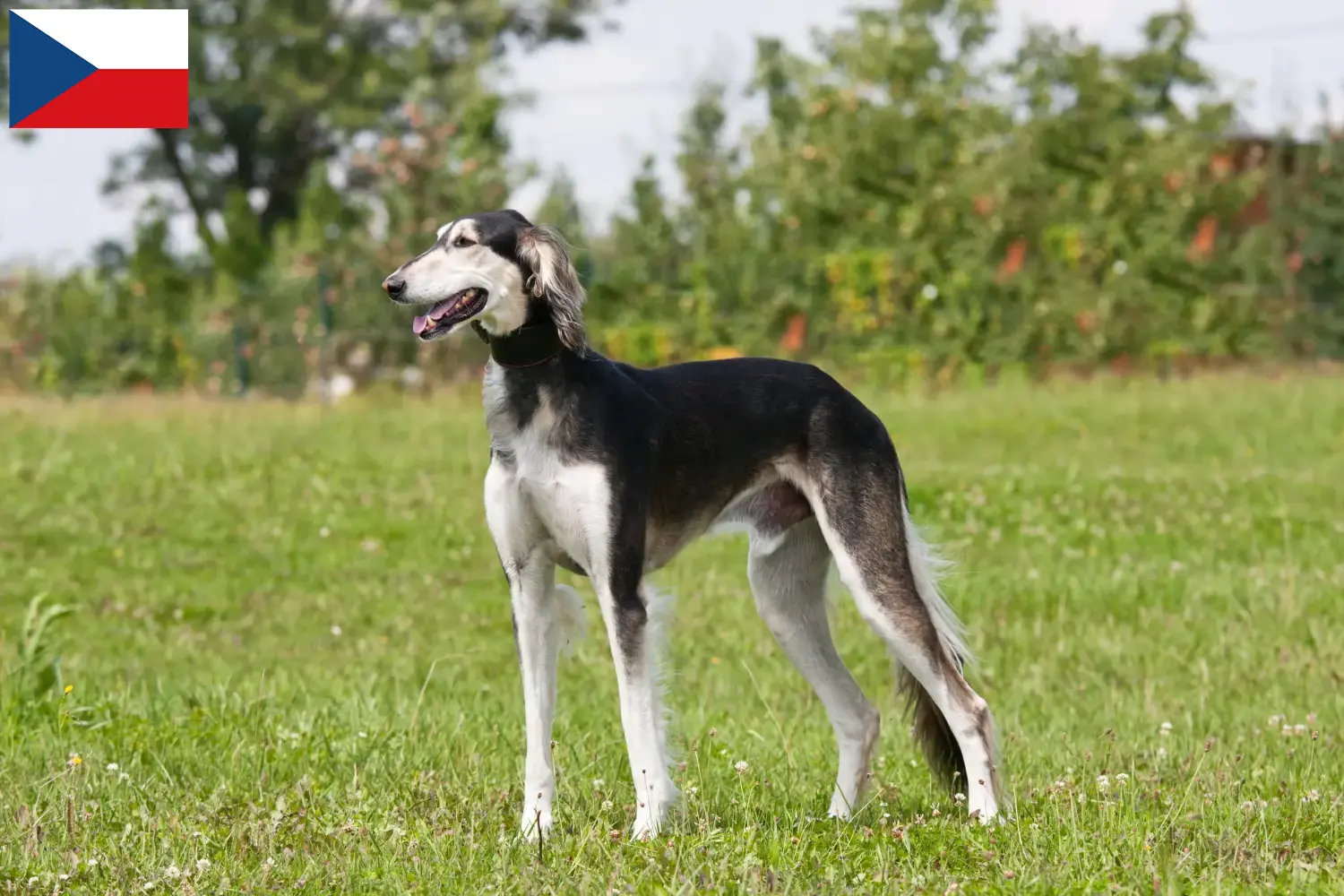 Saluki kölyökkutyák és tenyésztők Csehország Itt találsz szaluki tenyésztőket Csehországban.