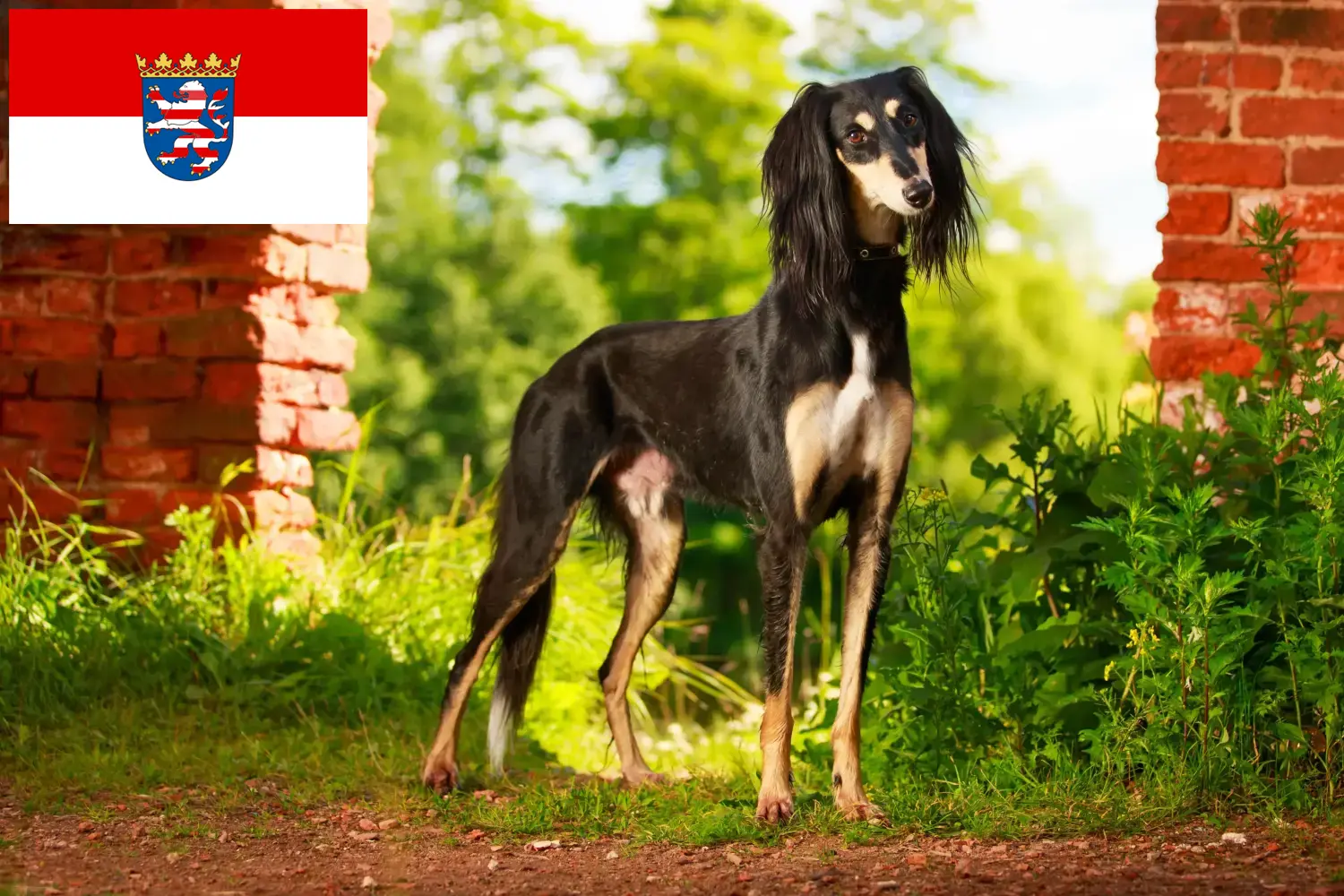 Saluki kölyökkutyák és tenyésztők Hessen Itt találsz szaluki tenyésztőket Hessenben.