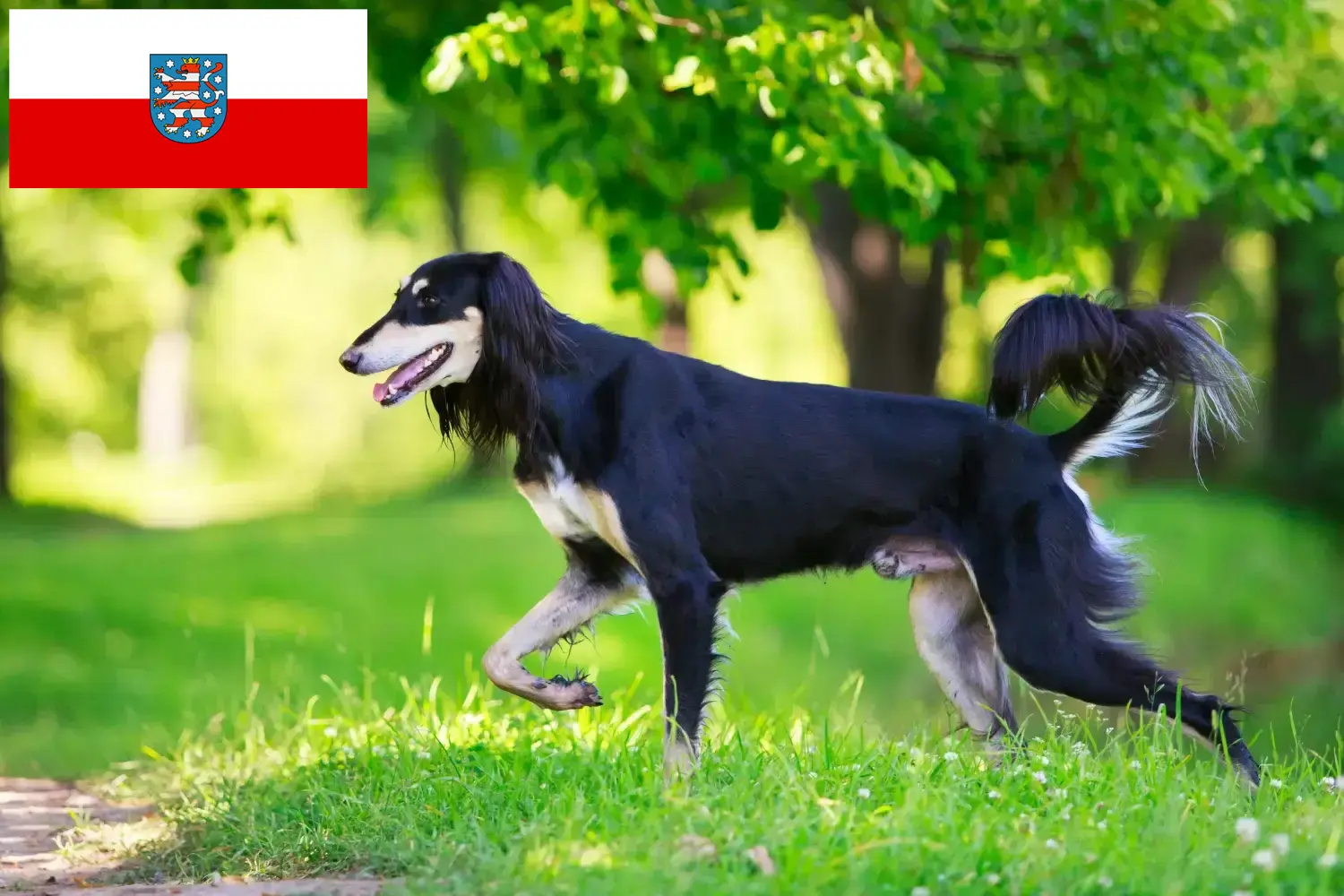 Saluki kölyökkutyák és tenyésztők Türingia Itt találsz szaluki tenyésztőket Türingiában.
