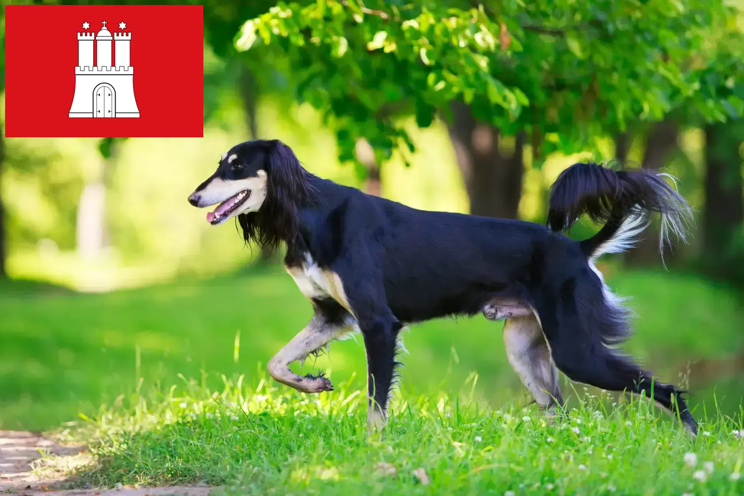 Saluki kölyökkutyák és tenyésztők Hamburg Itt megtalálja a hamburgi szaluki tenyésztőket.