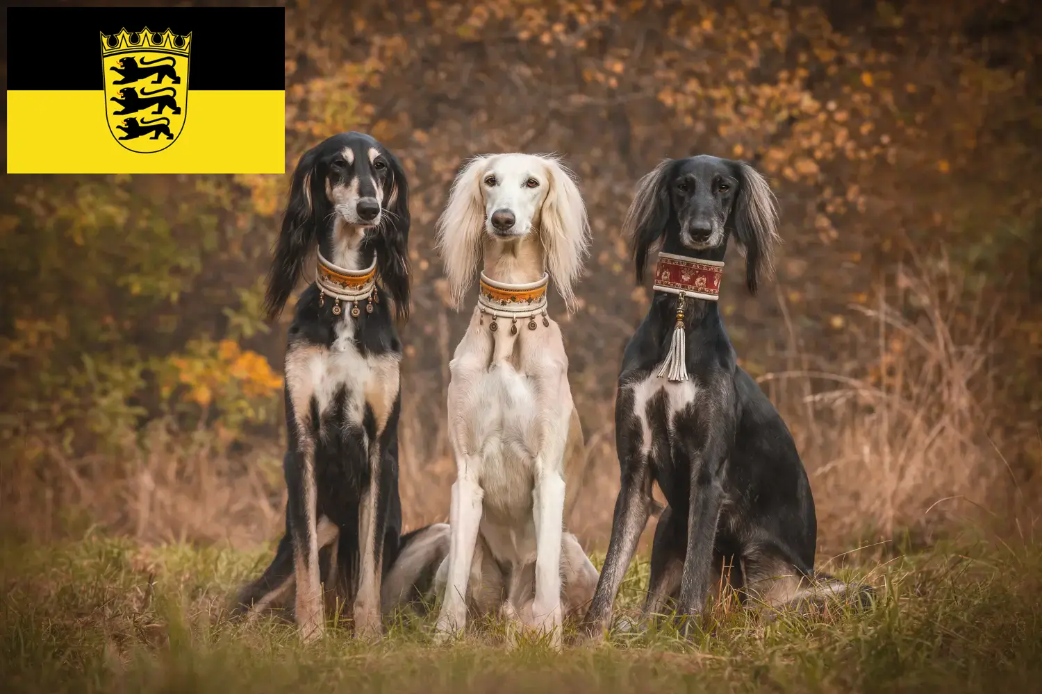 Saluki kölyökkutyák és tenyésztők Baden-Württemberg Itt találhat szaluki tenyésztőket Baden-Württembergben.