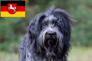 Read more about the article Schapendoes tenyésztők és kiskutyák Alsó-Szászországban