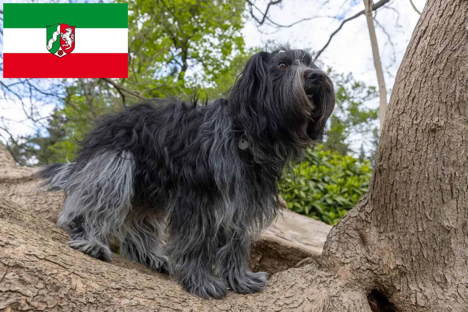 Read more about the article Schapendoes tenyésztők és kiskutyák Észak-Rajna-Vesztfália területén