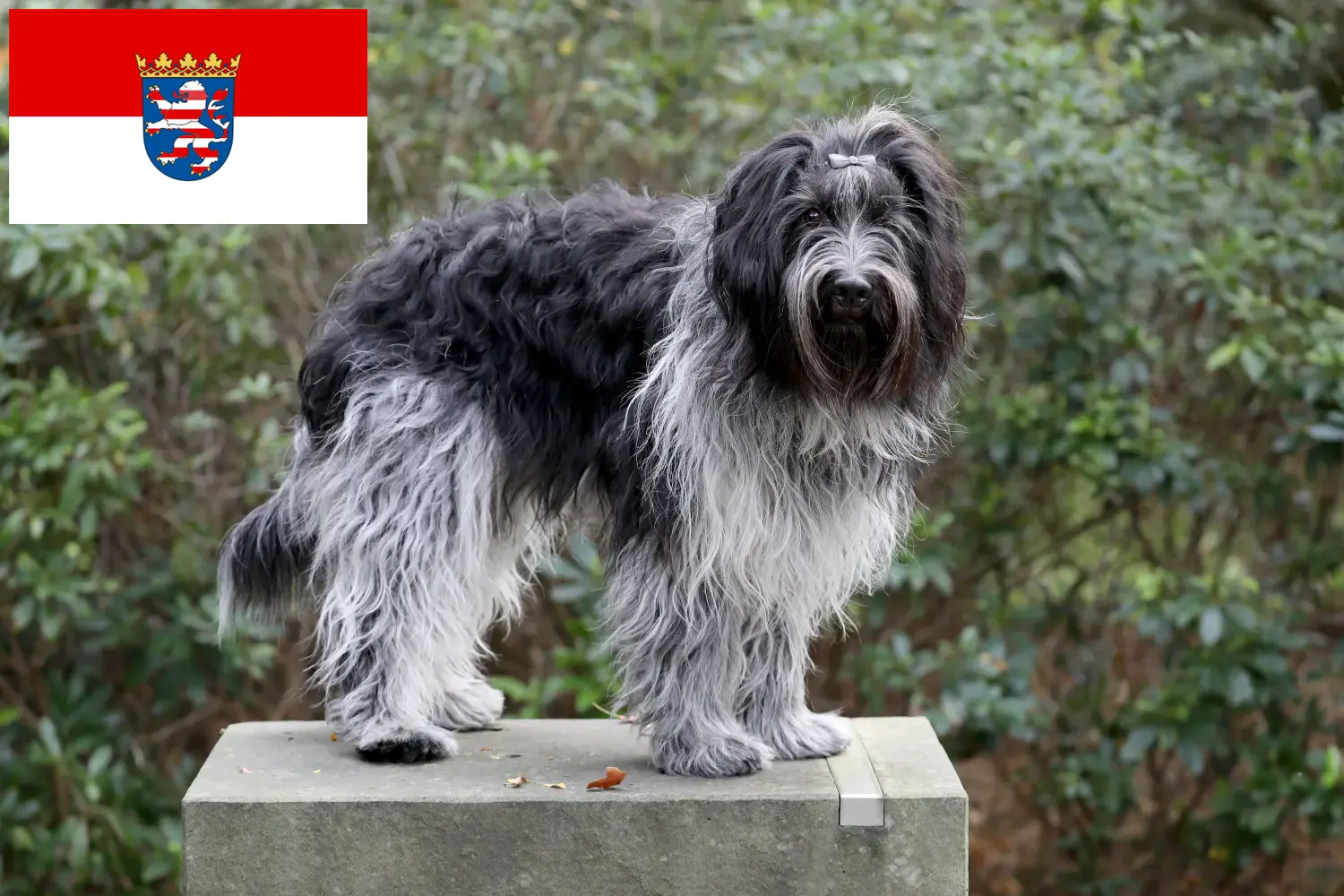 Schapendoes kiskutyák és tenyésztők Hessen Itt találhat Schapendoes tenyésztőket Hessenben.