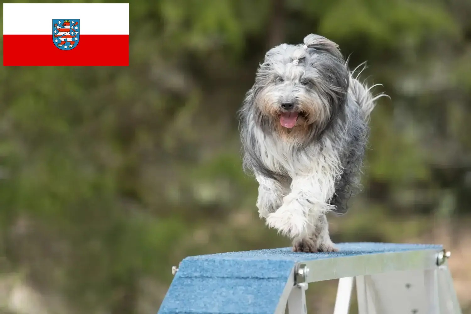 Read more about the article Schapendoes tenyésztők és kölykök Türingiában