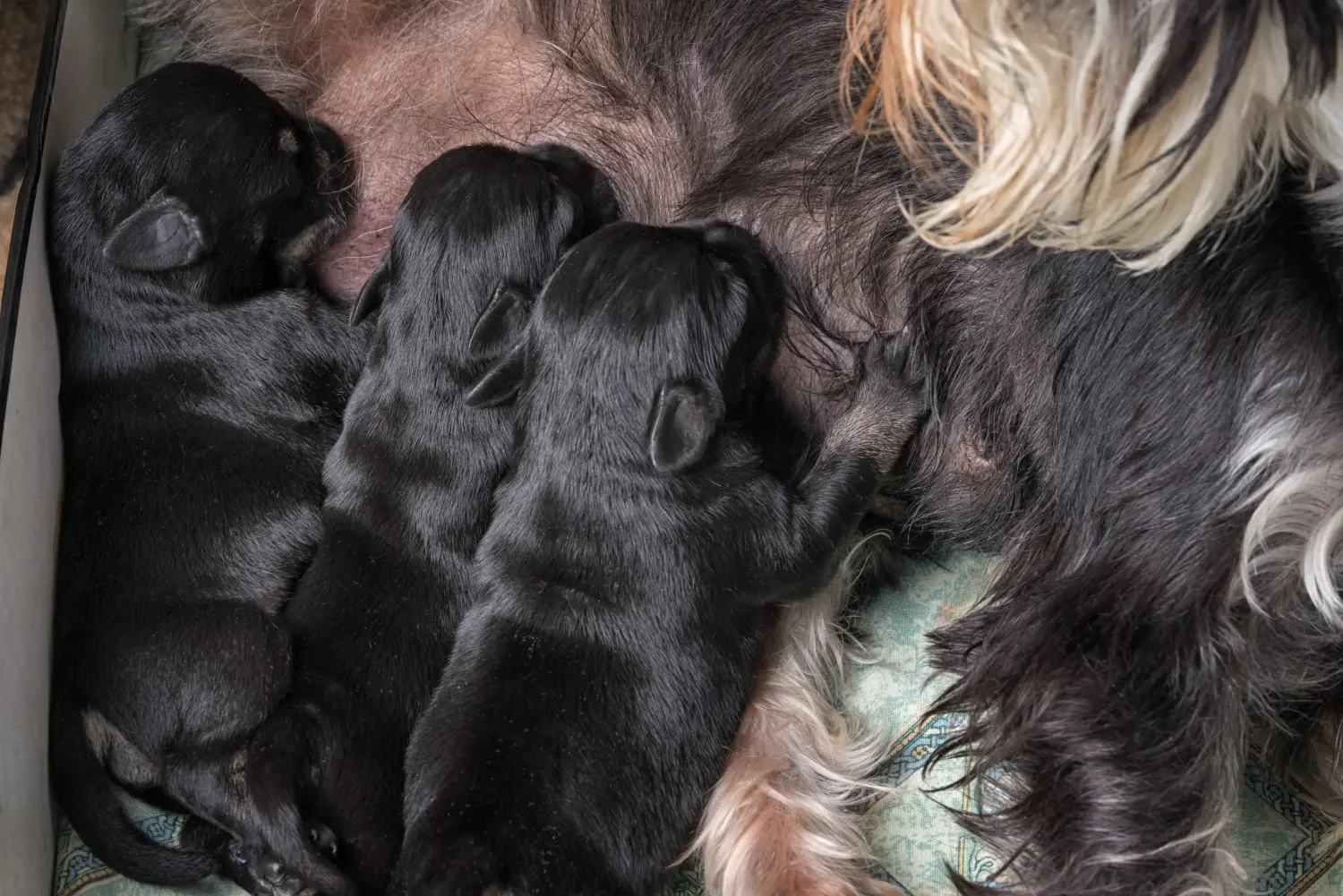 Schnauzer kölyökkutya vásárlása felelősségvállalást jelent! Schnauzer kiskutyák vásárlása.