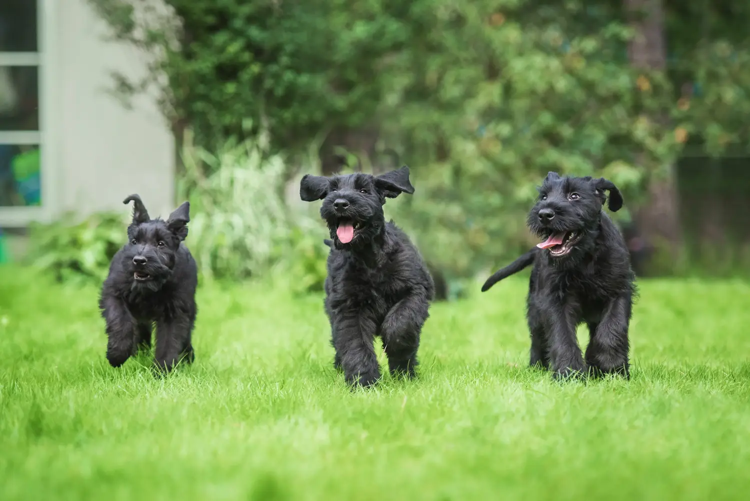 Schnauzer kölyökkutya vásárlása felelősségvállalást jelent! Schnauzer kiskutyák vásárlása.