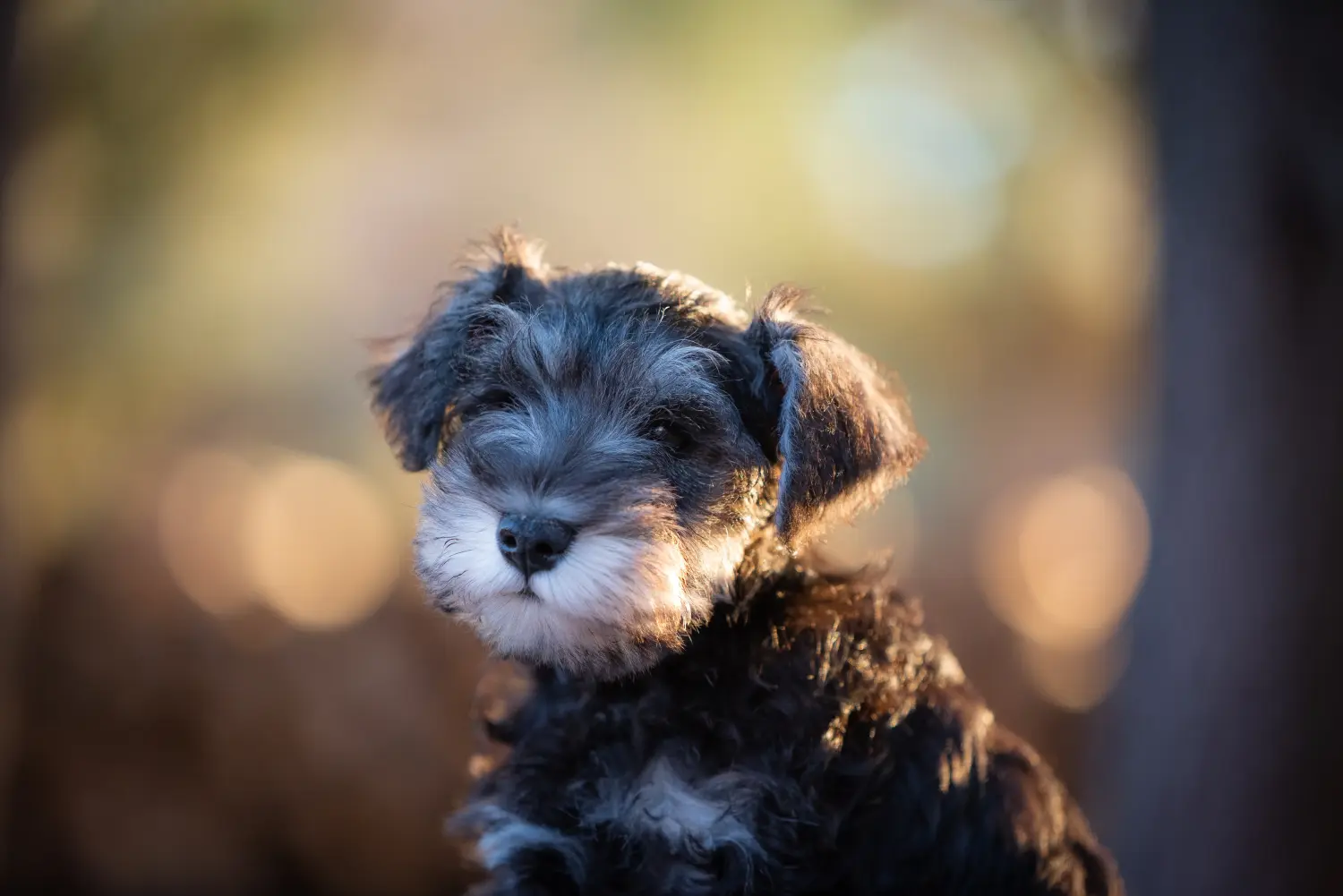 Schnauzer kölyökkutya vásárlása felelősségvállalást jelent! Schnauzer kiskutyák vásárlása.