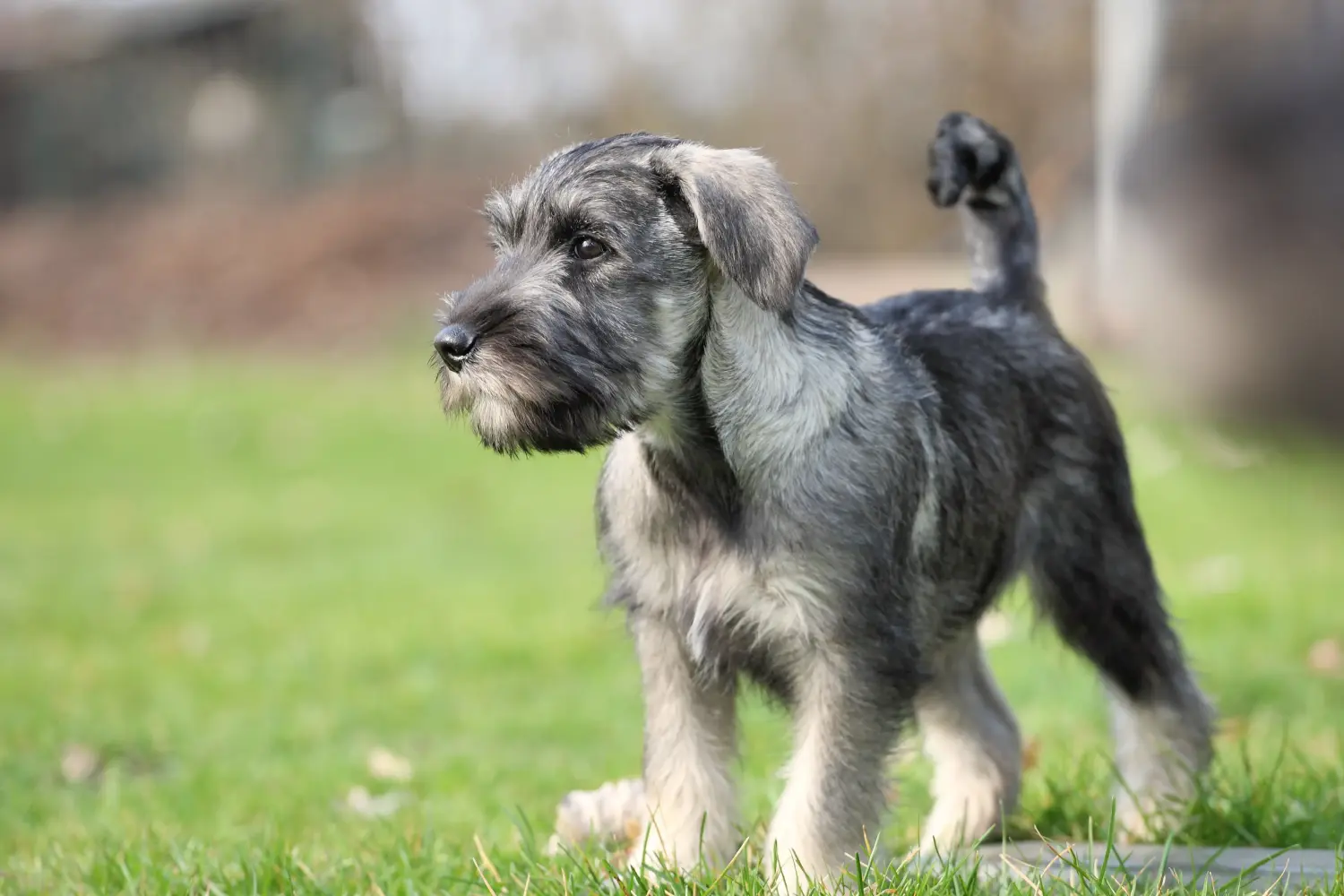 Schnauzer kölyökkutya vásárlása felelősségvállalást jelent! Schnauzer kiskutyák vásárlása.