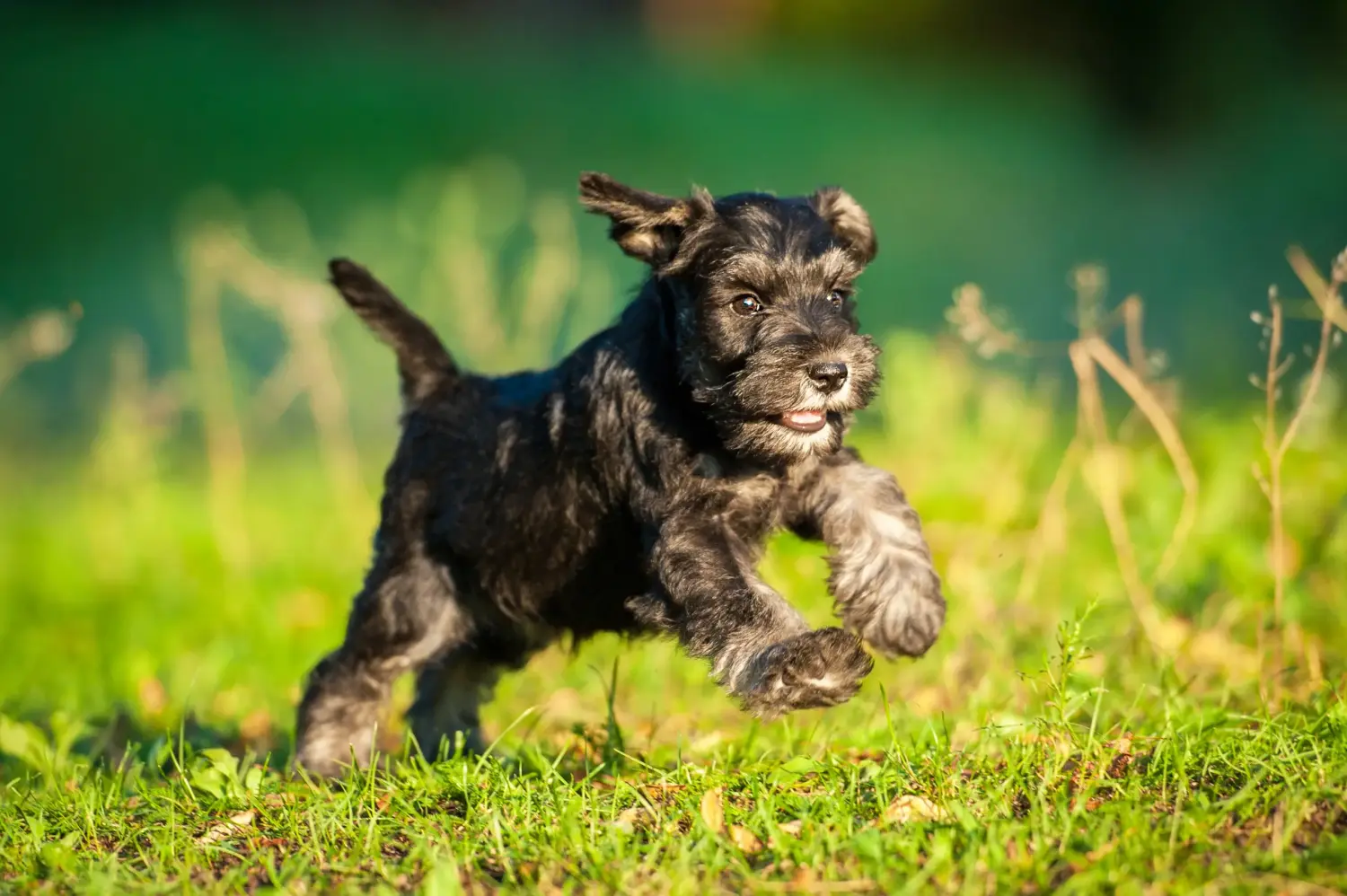 Schnauzer kölyökkutya vásárlása felelősségvállalást jelent! Schnauzer kiskutyák vásárlása.