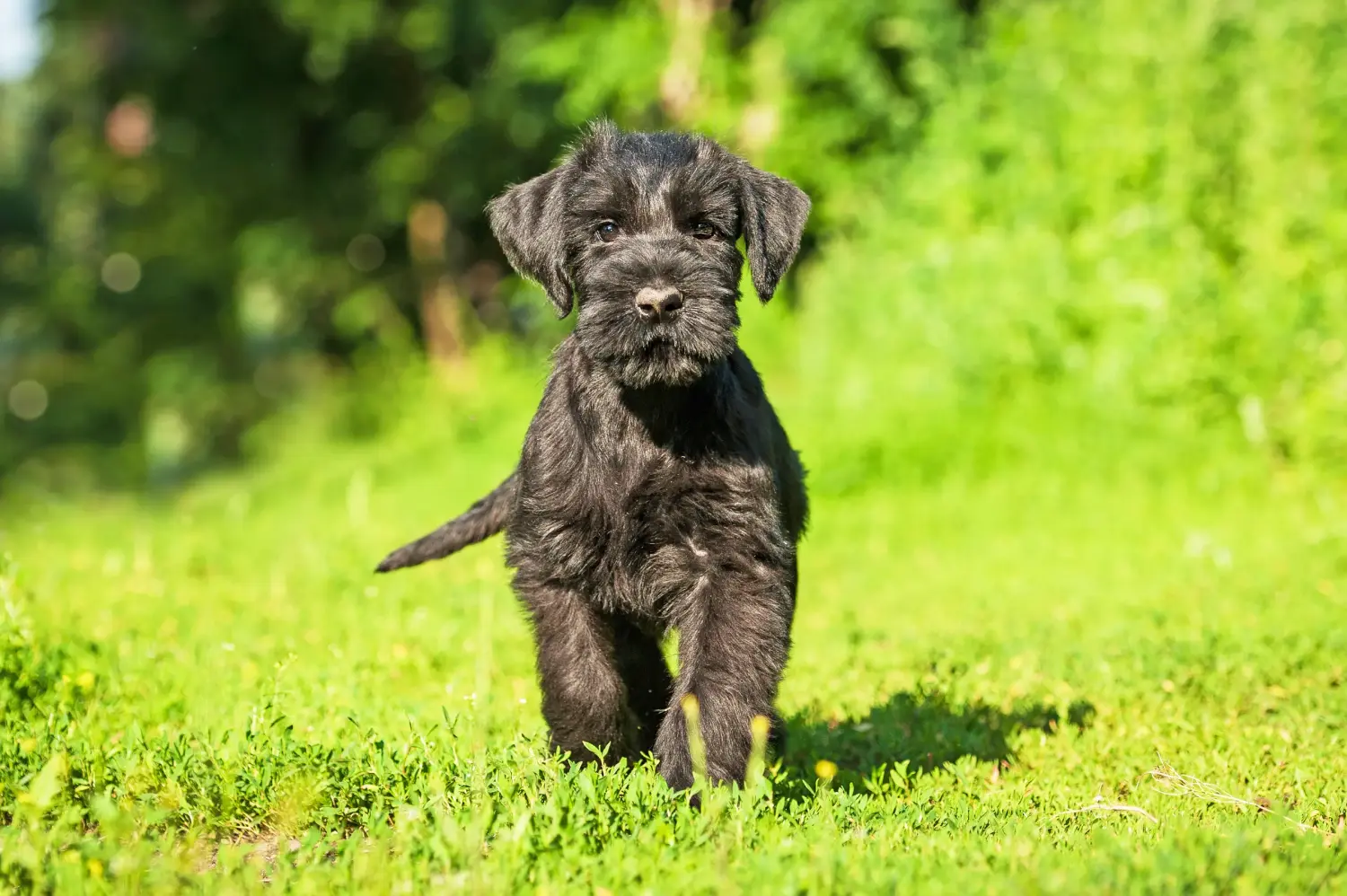 Schnauzer kölyökkutya vásárlása felelősségvállalást jelent! Schnauzer kiskutyák vásárlása.