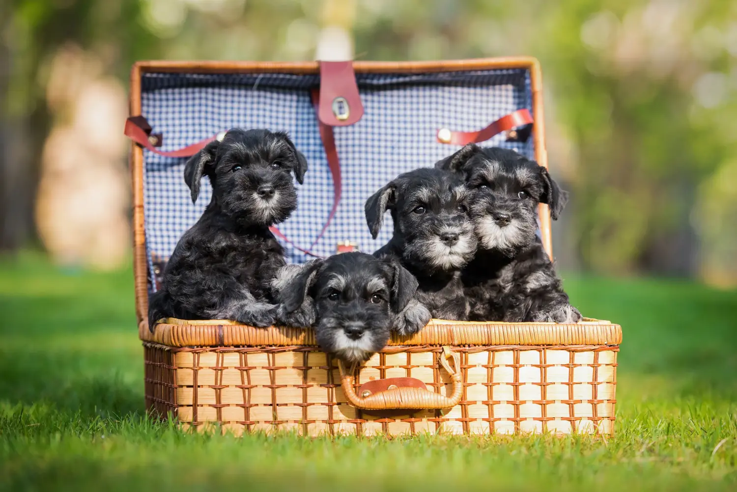 Schnauzer kölyökkutya vásárlása felelősségvállalást jelent! Schnauzer kiskutyák vásárlása.
