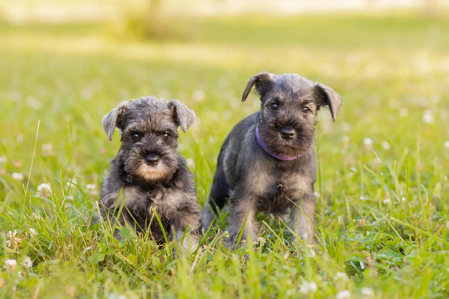 Schnauzer kölyökkutya vásárlása felelősségvállalást jelent! Schnauzer kiskutyák vásárlása.