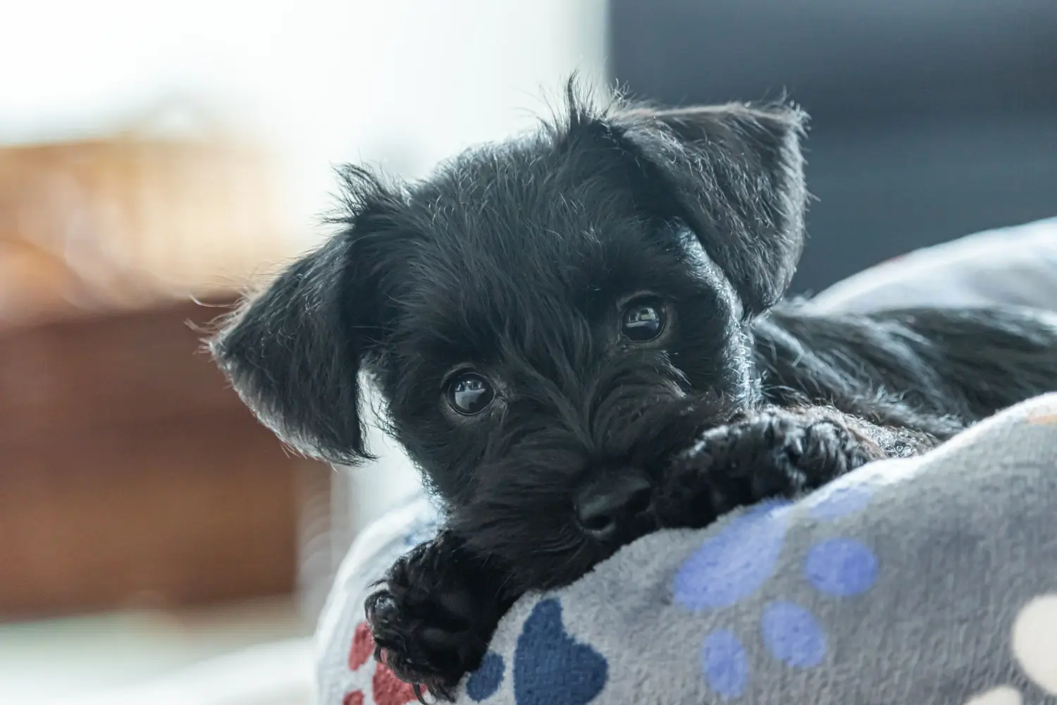 Schnauzer kölyökkutya vásárlása felelősségvállalást jelent! Schnauzer kiskutyák vásárlása.