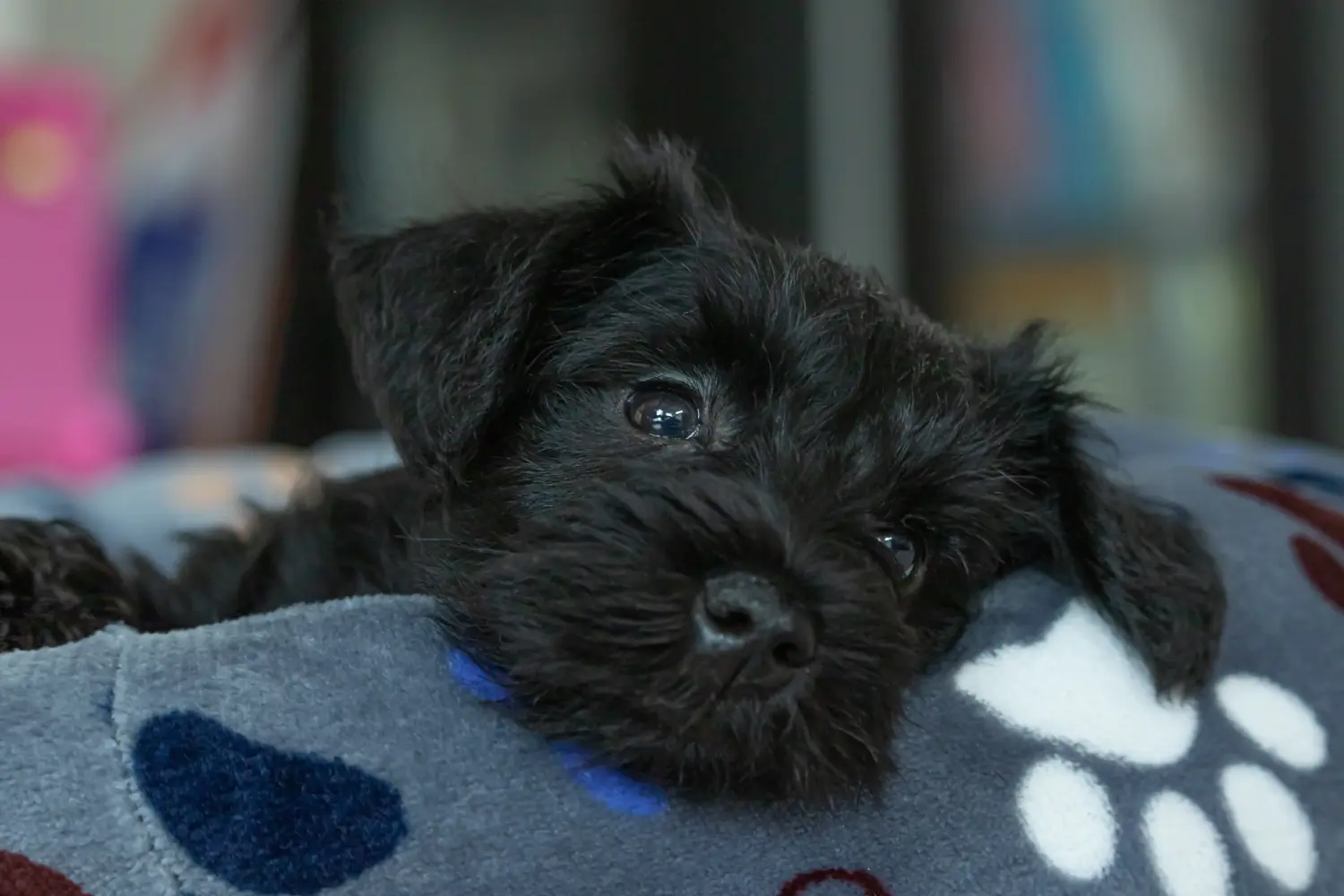Schnauzer kölyökkutya vásárlása felelősségvállalást jelent! Schnauzer kiskutyák vásárlása.