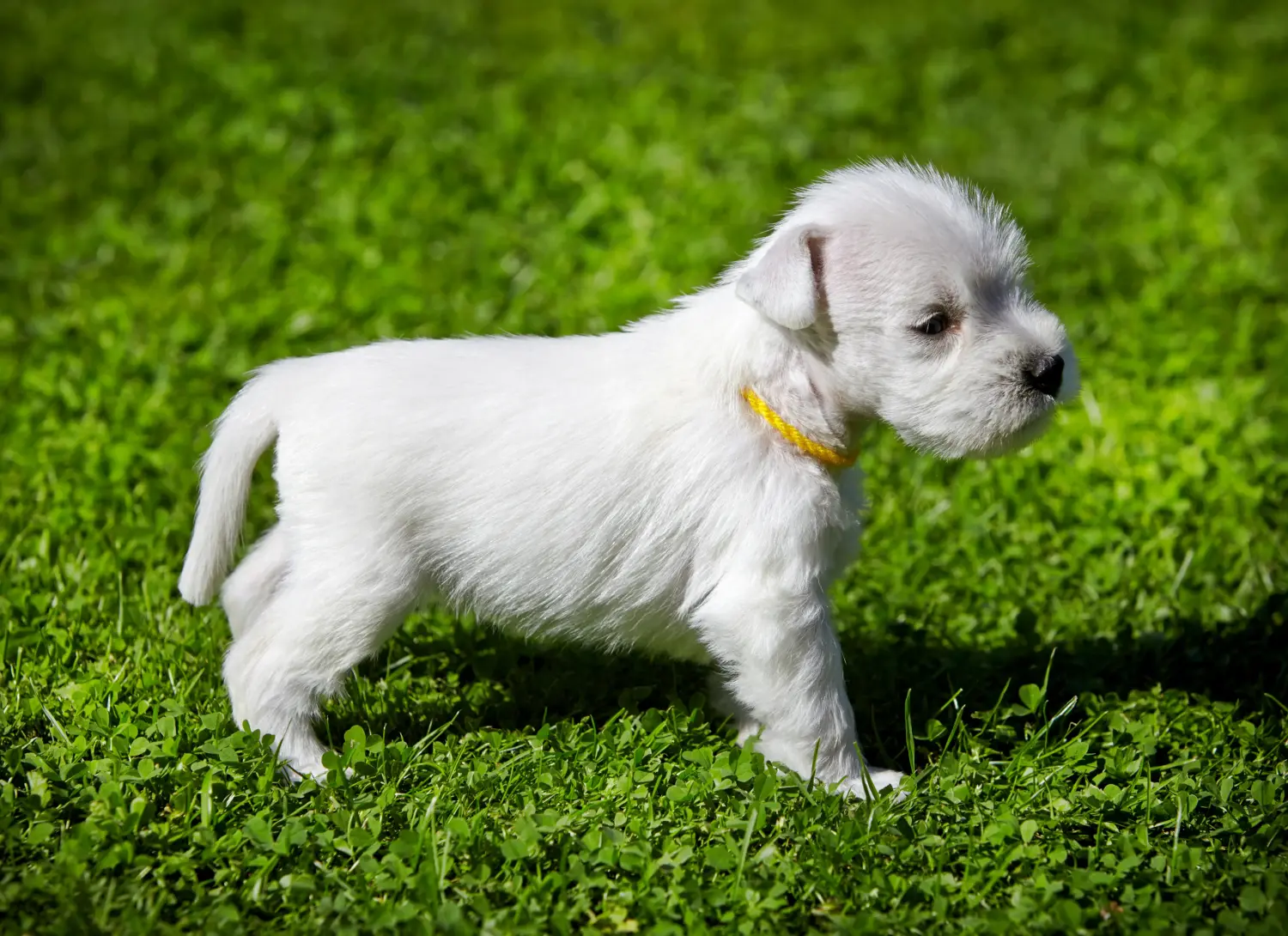 Schnauzer kölyökkutya vásárlása felelősségvállalást jelent! Schnauzer kiskutyák vásárlása.