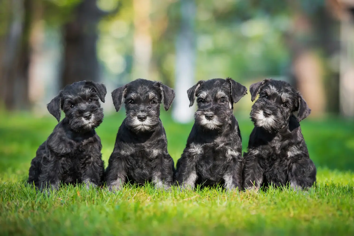 Schnauzer kölyökkutya vásárlása felelősségvállalást jelent! Schnauzer kiskutyák vásárlása.