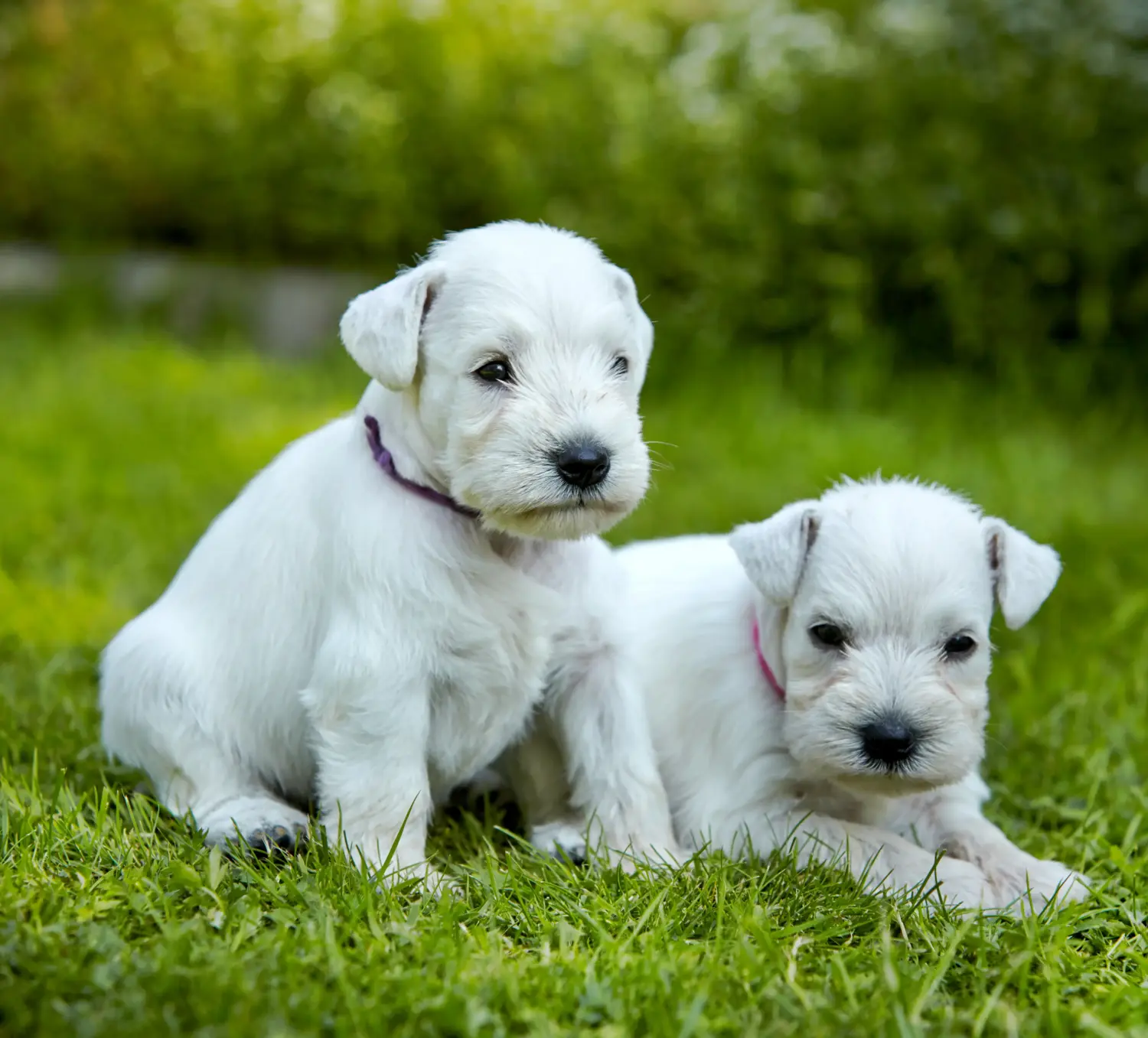Schnauzer kölyökkutya vásárlása felelősségvállalást jelent! Schnauzer kiskutyák vásárlása.
