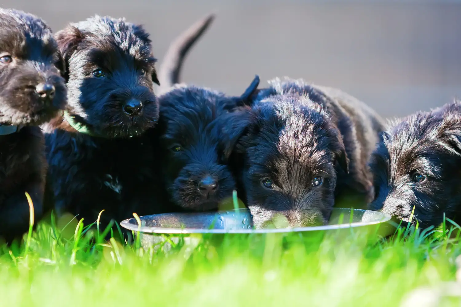 Schnauzer kölyökkutya vásárlása felelősségvállalást jelent! Schnauzer kiskutyák vásárlása.
