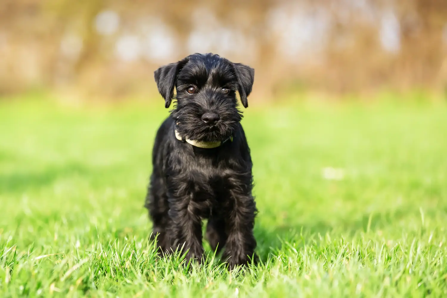 Schnauzer kölyökkutya vásárlása felelősségvállalást jelent! Schnauzer kiskutyák vásárlása.