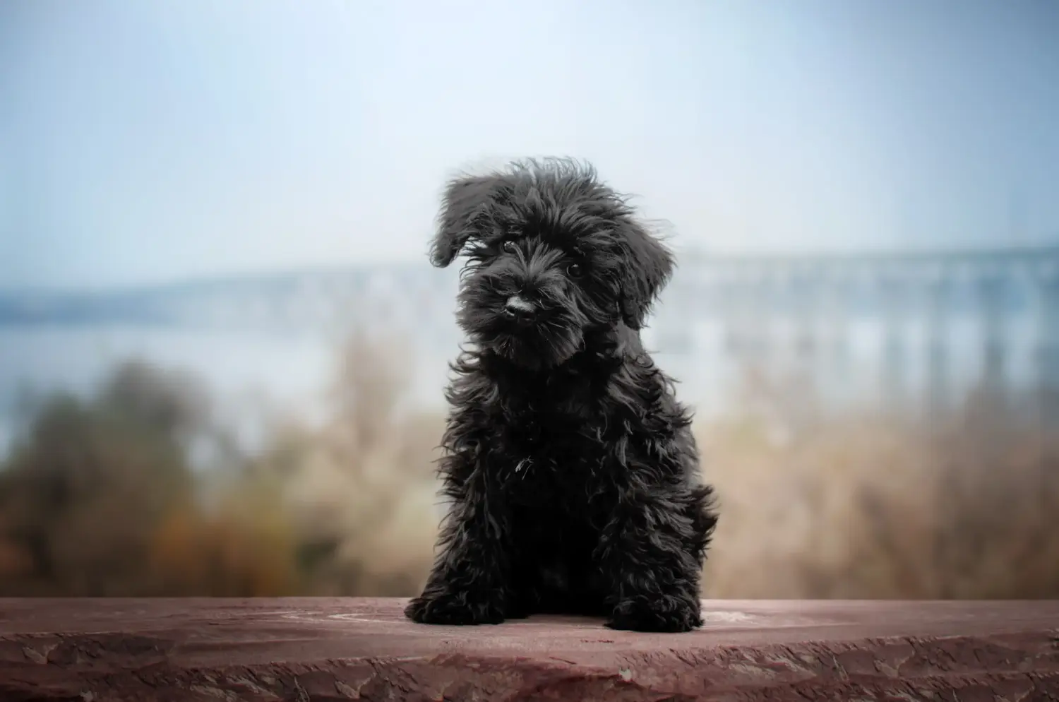 Schnauzer kölyökkutya vásárlása felelősségvállalást jelent! Schnauzer kiskutyák vásárlása.