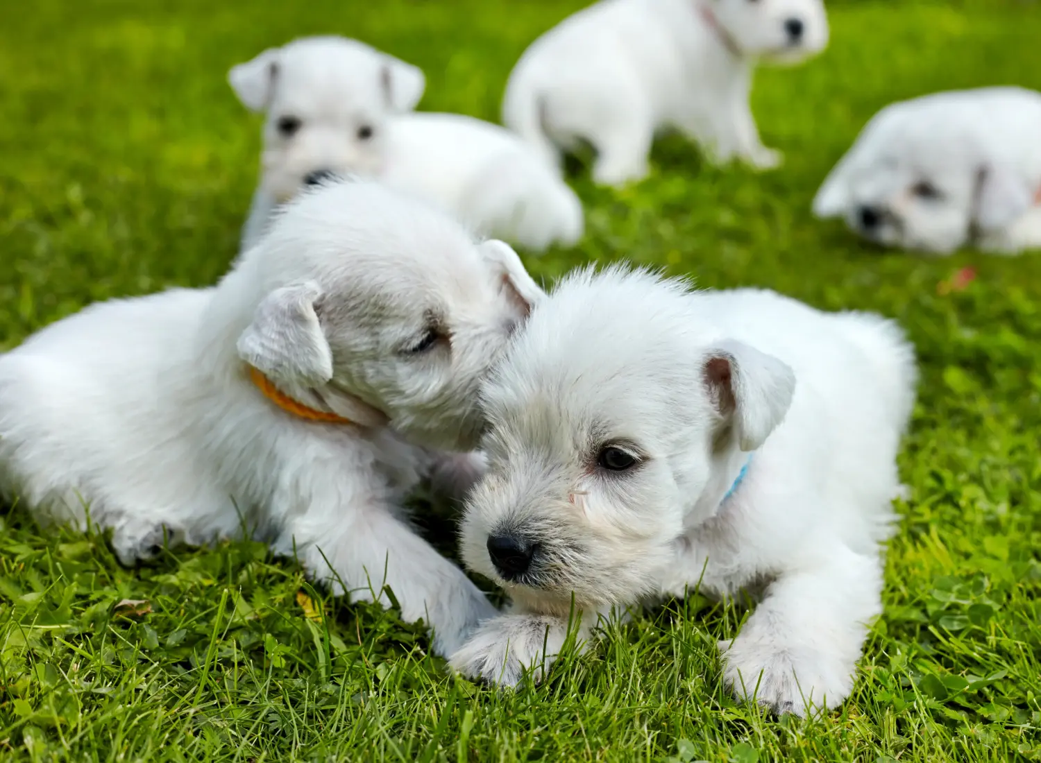 Schnauzer kölyökkutya vásárlása felelősségvállalást jelent! Schnauzer kiskutyák vásárlása.