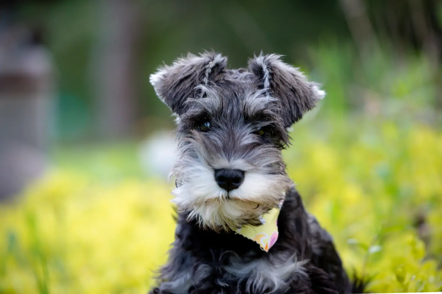 Schnauzer kölyökkutya vásárlása felelősségvállalást jelent! Schnauzer kiskutyák vásárlása.