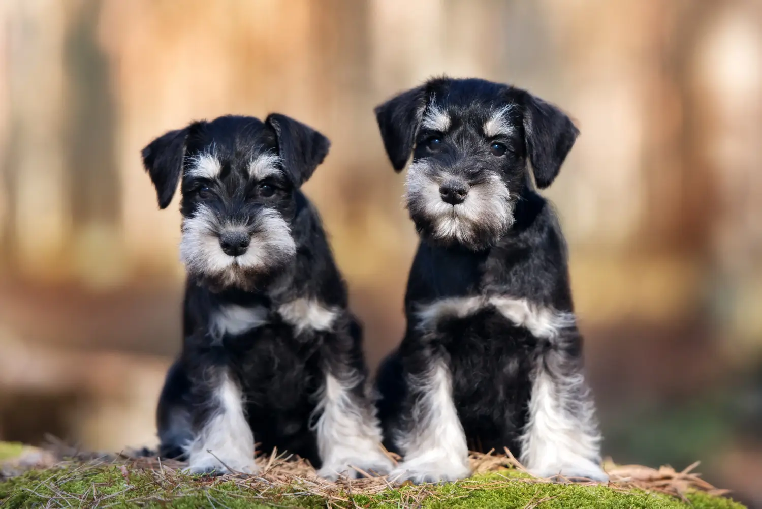 Schnauzer kölyökkutya vásárlása felelősségvállalást jelent! Schnauzer kiskutyák vásárlása.