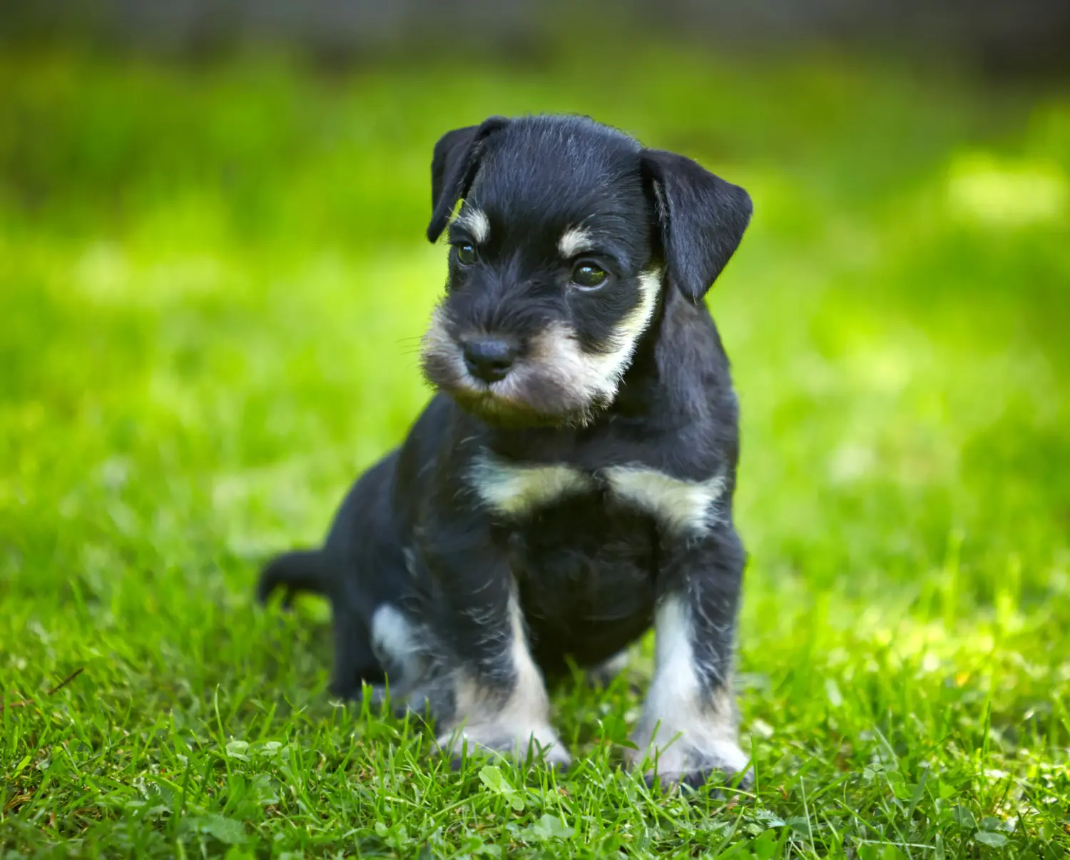 Schnauzer kölyökkutya vásárlása felelősségvállalást jelent! Schnauzer kiskutyák vásárlása.
