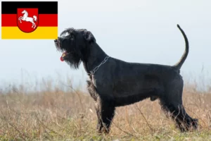 Read more about the article Schnauzer tenyésztők és kölykök Alsó-Szászországban