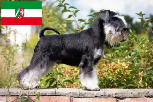 Read more about the article Schnauzer tenyésztők és kiskutyák Észak-Rajna-Vesztfália területén