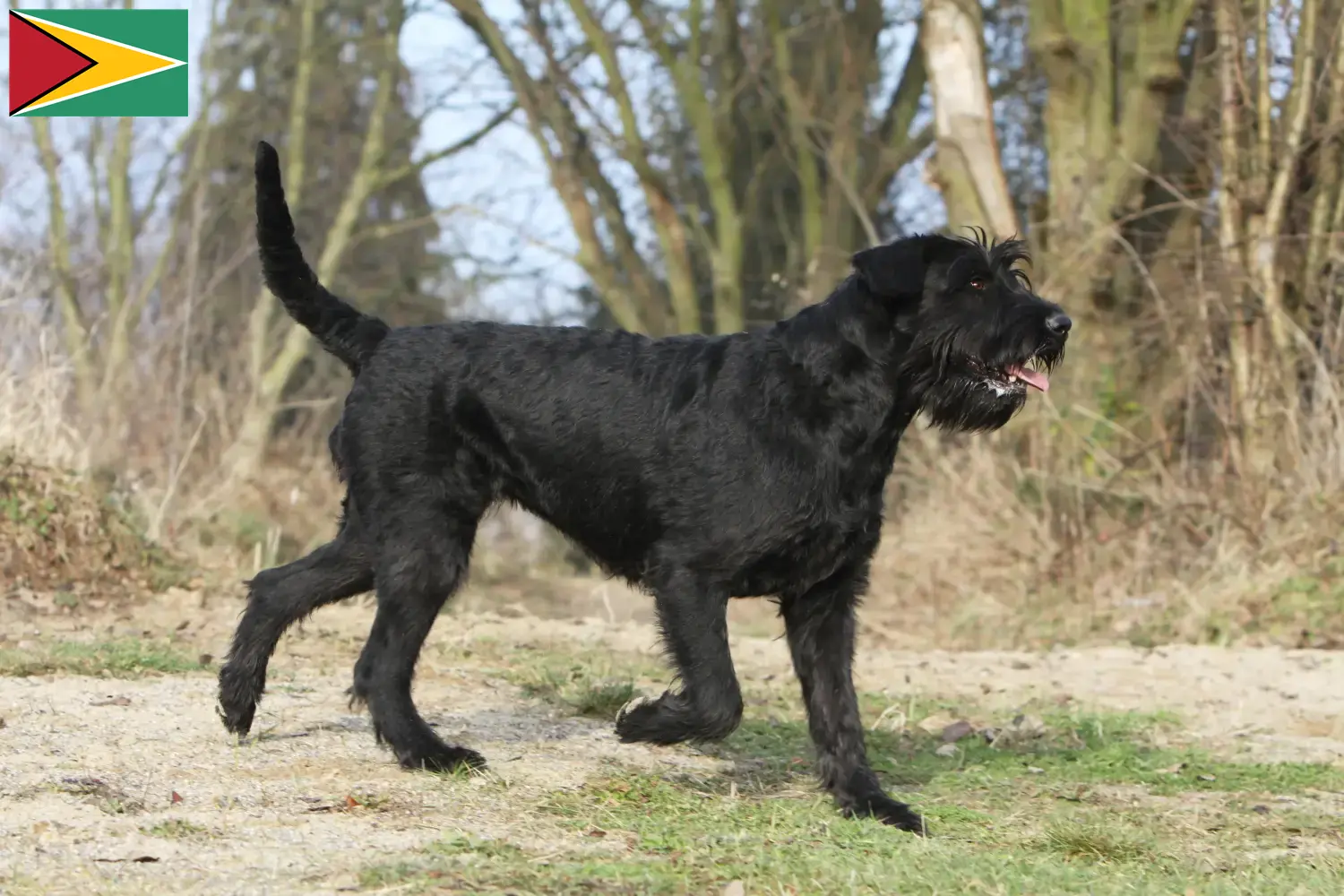 Read more about the article Schnauzer tenyésztők és kölykök Guyana-ban