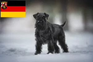 Read more about the article Schnauzer tenyésztők és kölykök Rajna-vidék-Pfalzban