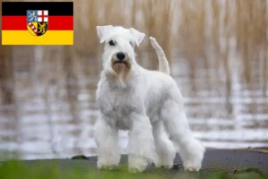 Read more about the article Schnauzer tenyésztők és kölykök Saarlandban