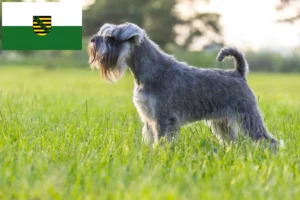 Read more about the article Schnauzer tenyésztők és kölykök Szászországban