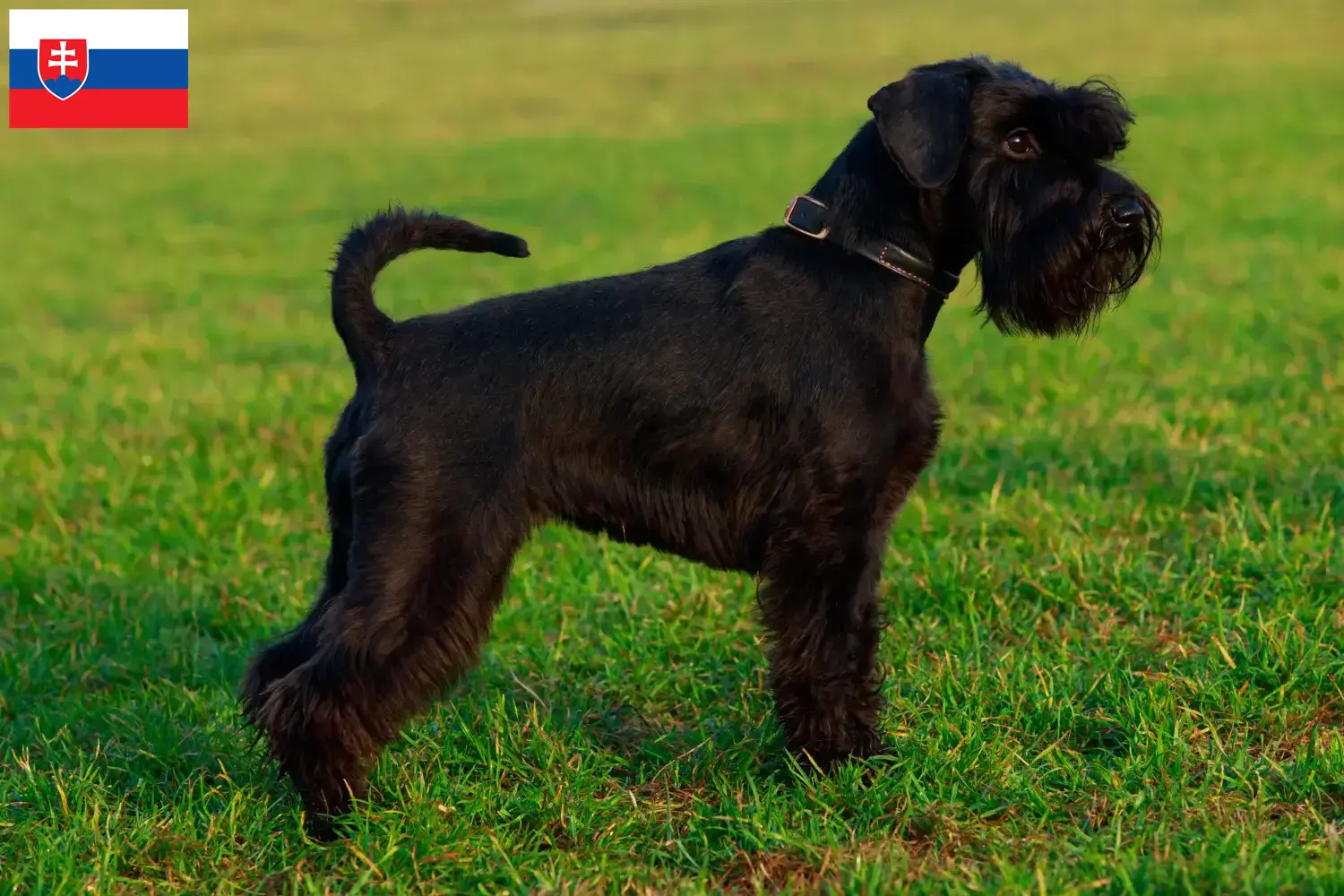 Read more about the article Schnauzer tenyésztők és kölykök Szlovákiában