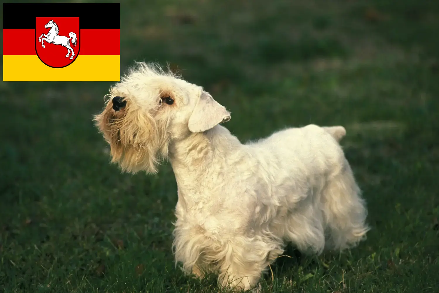 Sealyham terrier kölykök és tenyésztő Alsó-Szászországban Alsó-Szászországban található Sealyham terrier tenyésztőket itt találja.