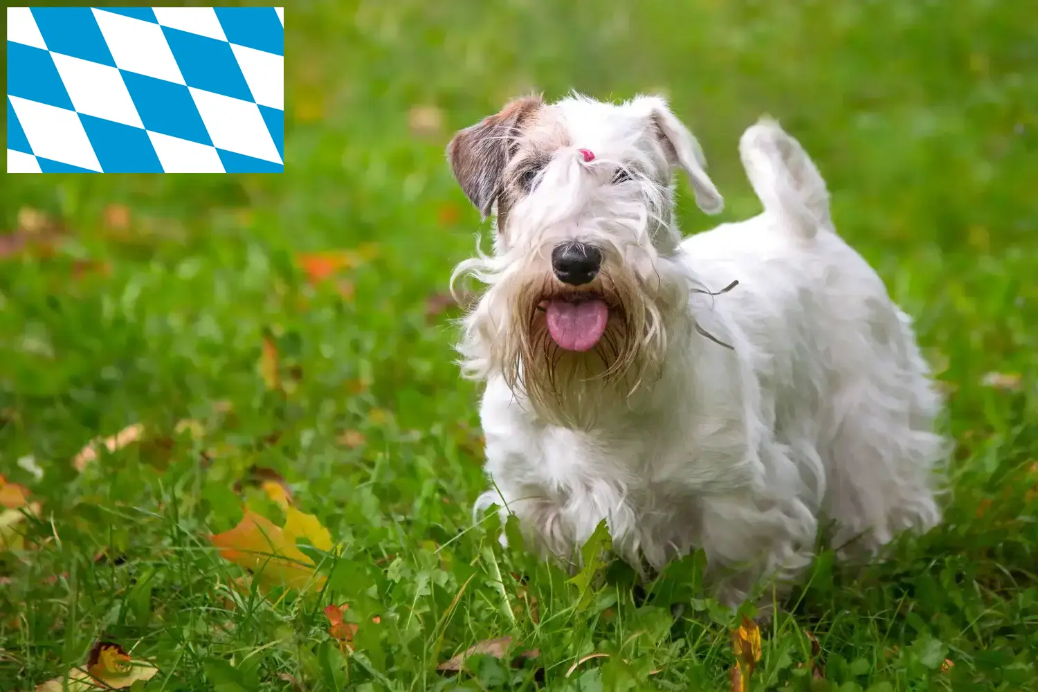 Read more about the article Sealyham terrier tenyésztők és kölykök Bajorországban