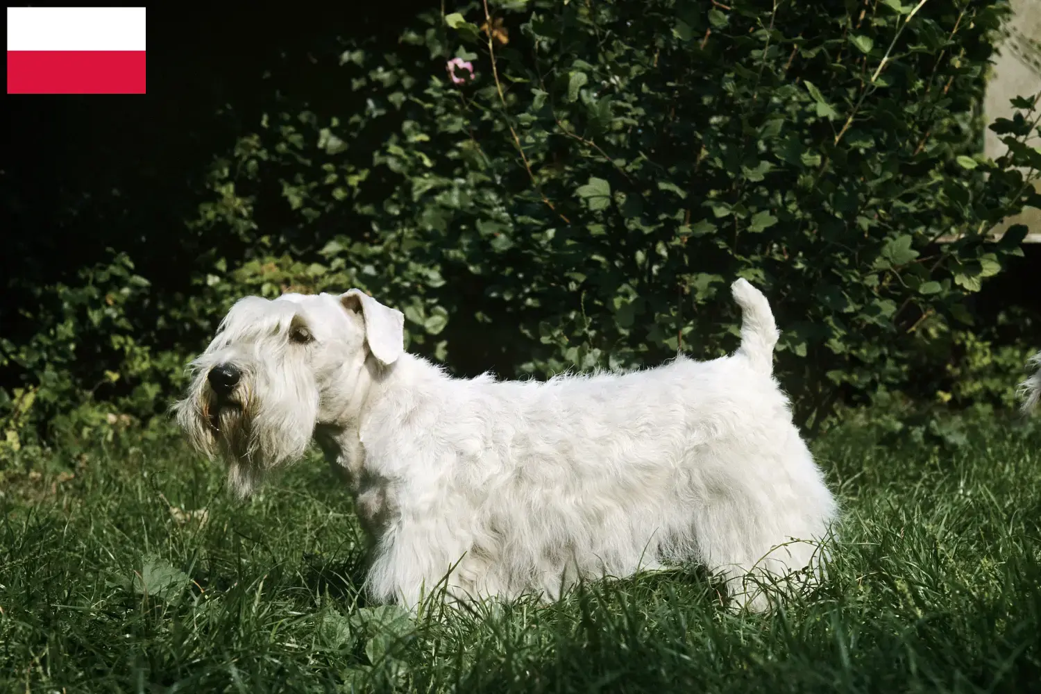 Sealyham terrier kölykök és tenyésztők Lengyelország Lengyelországi Sealyham terrier tenyésztőket itt találsz.