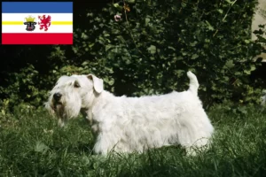 Read more about the article Sealyham terrier tenyésztők és kölykök Mecklenburg-Vorpommernben