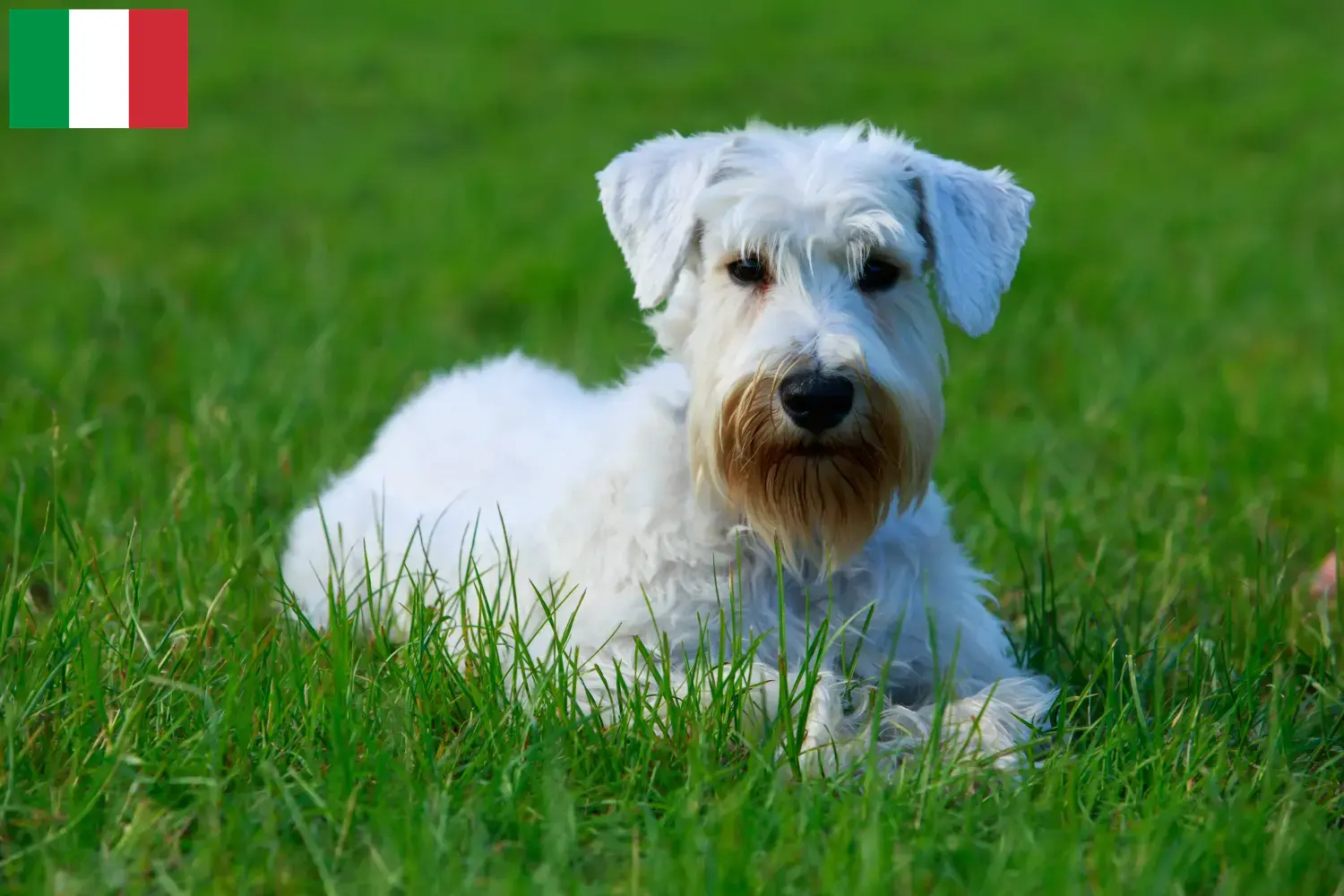 Sealyham terrier kölykök és tenyésztők Olaszországban Olaszországi Sealyham terrier tenyésztőket itt találsz.