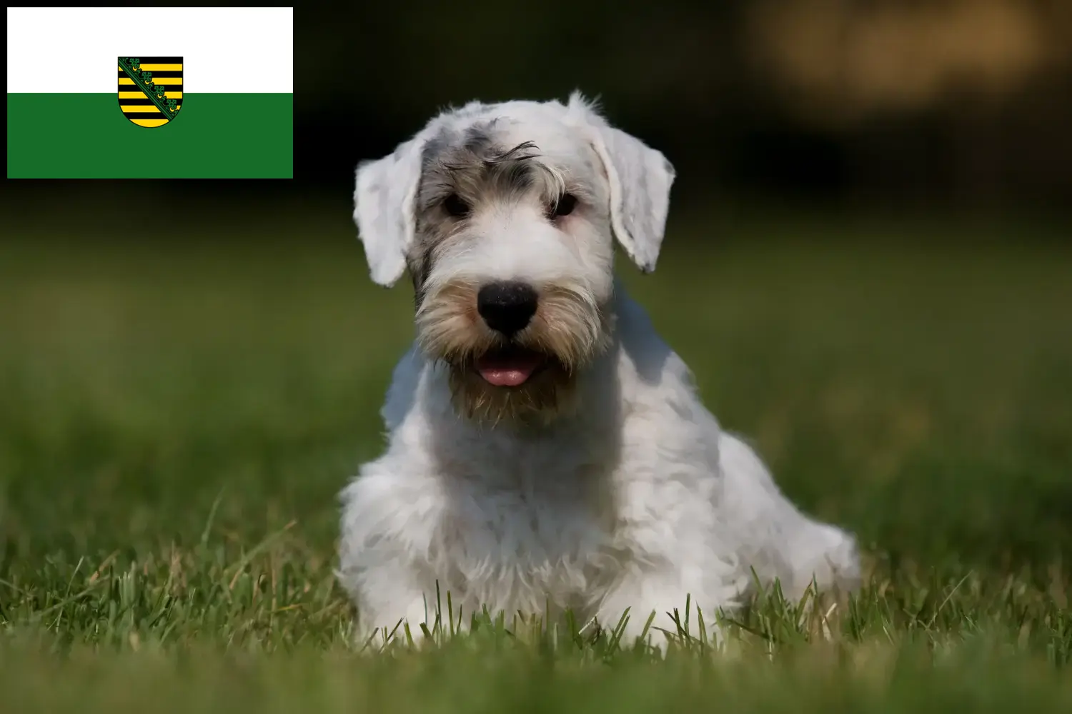 Sealyham terrier kölykök és tenyésztő Szászország Szászországi Sealyham terrier tenyésztőket itt találsz.