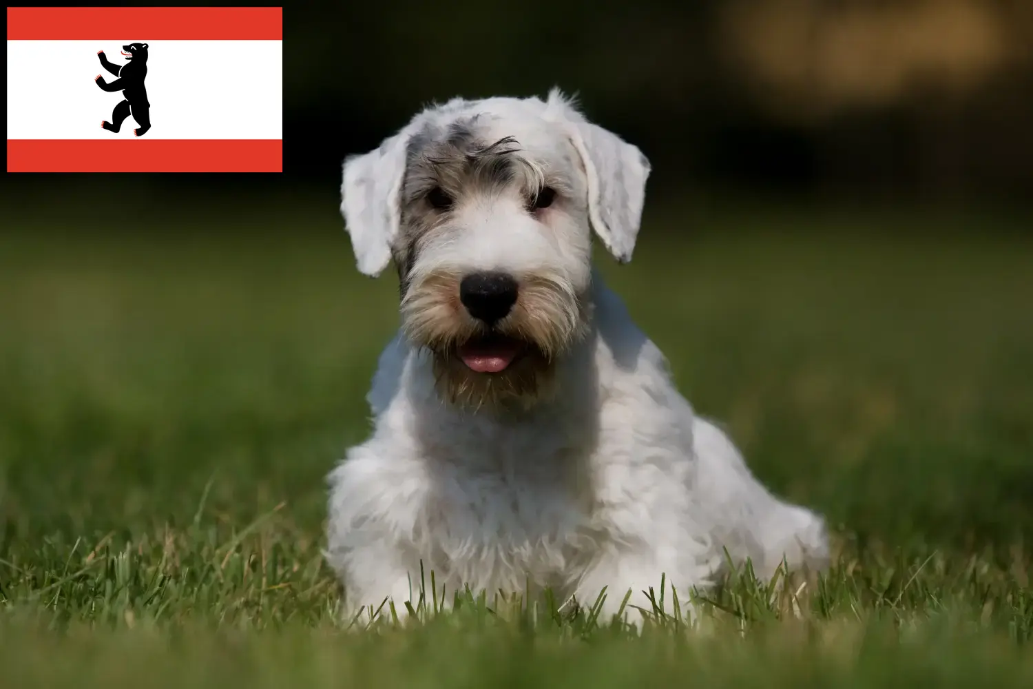 Sealyham terrier kölykök és tenyésztő Berlin Itt találhatsz Sealyham terrier tenyésztőket Berlinben.