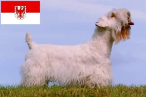Read more about the article Sealyham terrier tenyésztők és kölykök Brandenburgban