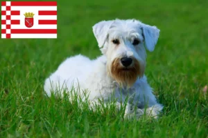 Read more about the article Sealyham terrier tenyésztők és kölykök Brémában