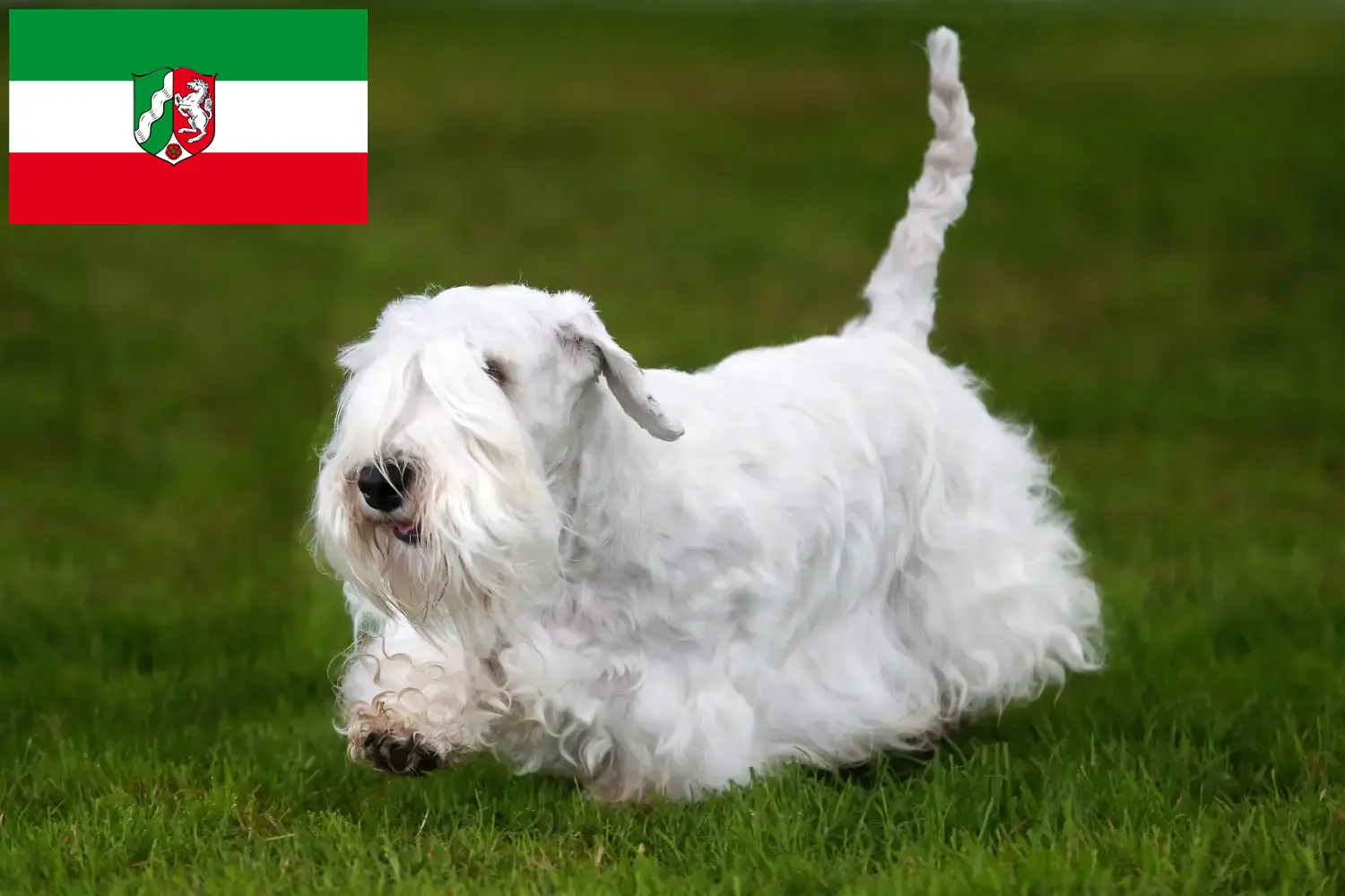 Read more about the article Sealyham terrier tenyésztők és kölykök Észak-Rajna-Vesztfália területén
