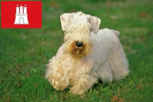 Read more about the article Sealyham terrier tenyésztők és kölykök Hamburgban