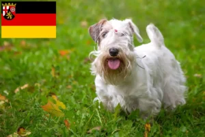Read more about the article Sealyham terrier tenyésztők és kölykök Rajna-vidék-Pfalzban