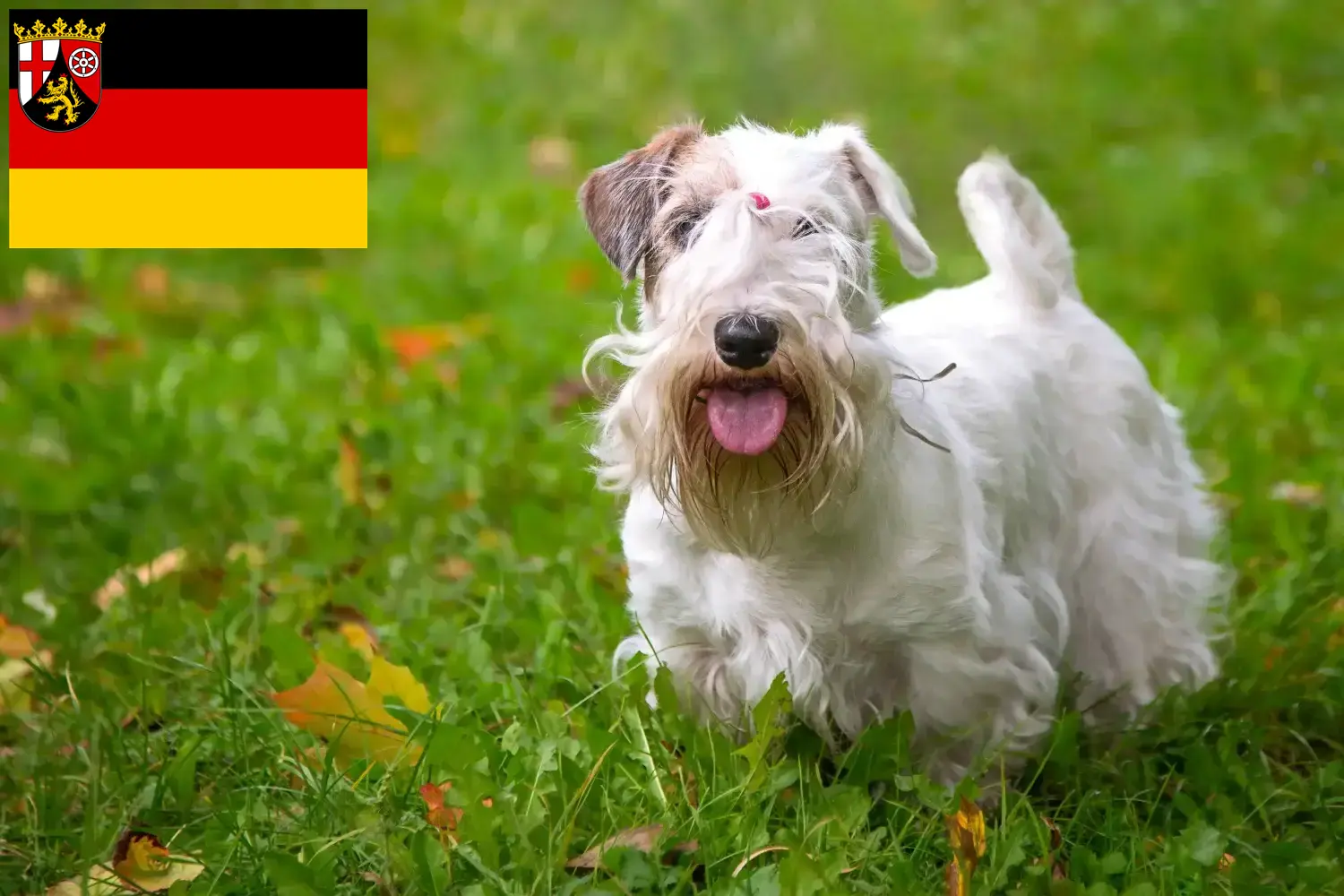 Read more about the article Sealyham terrier tenyésztők és kölykök Rajna-vidék-Pfalzban