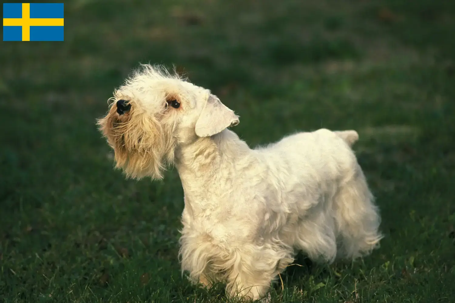 Sealyham terrier kölykök és tenyésztők Svédországban Svédországban található Sealyham terrier tenyésztőket itt találsz.